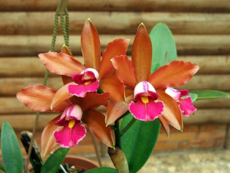 Fiesta Nacional de la Orquídea y Provincial de la Flor
