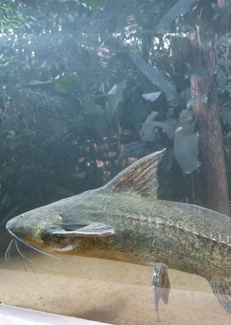 banner-vert-acuario2