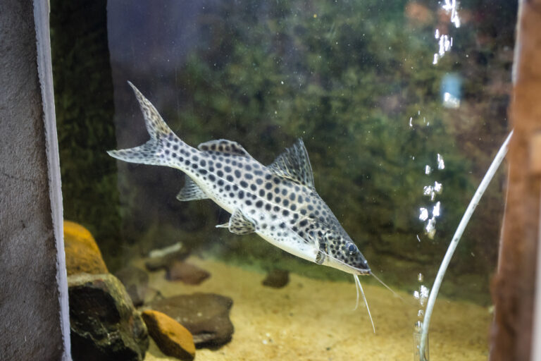 Aquarium Montecarlo