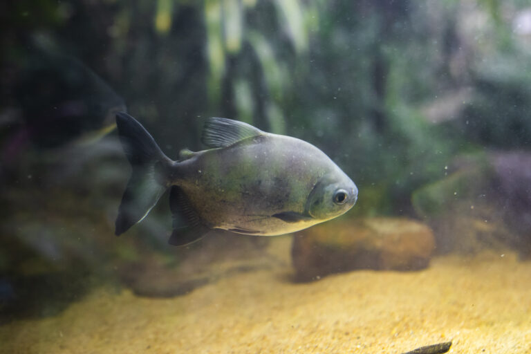 Aquarium Montecarlo