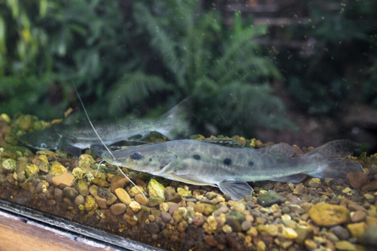 Aquarium Montecarlo