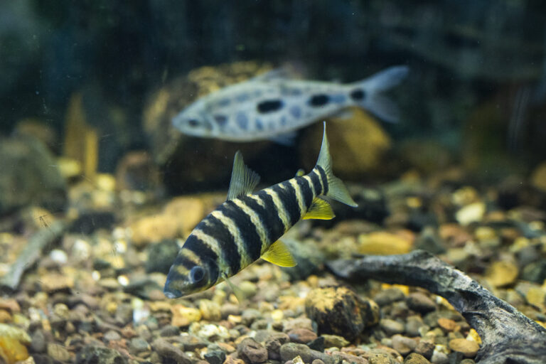 Aquarium Montecarlo