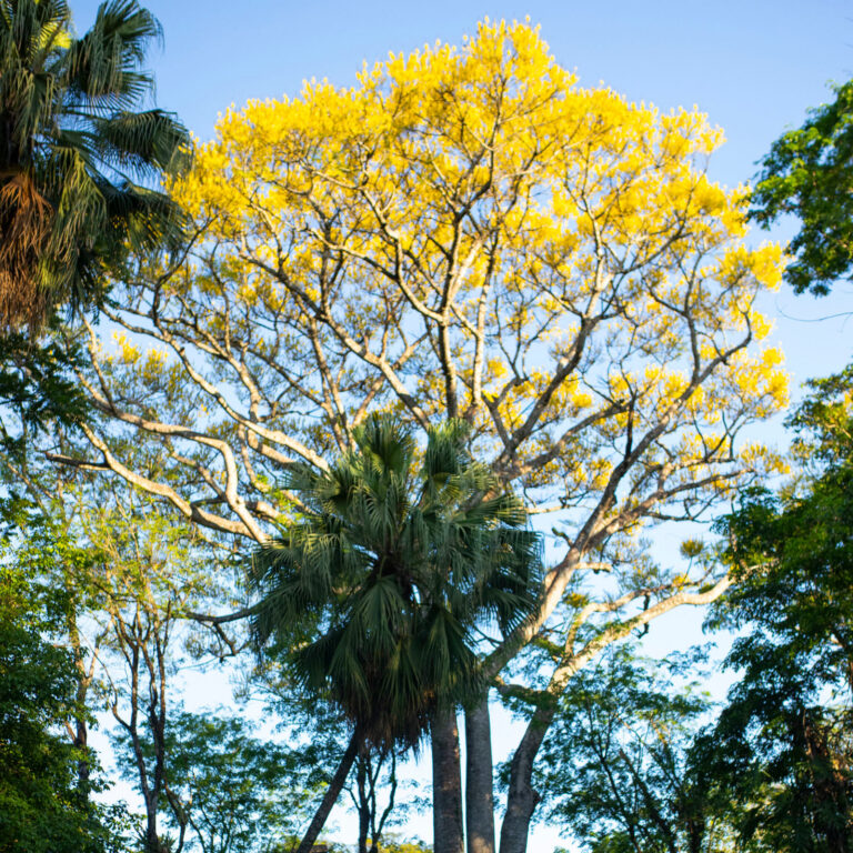 Parque Juan Vortisch